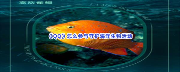 QQ怎么参与守护海洋生物活动